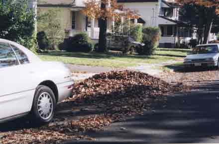 leaves in the street