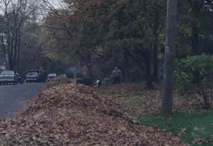 leaves in the street