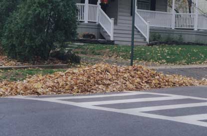 leaves in the street