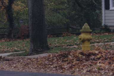 leaves in the street